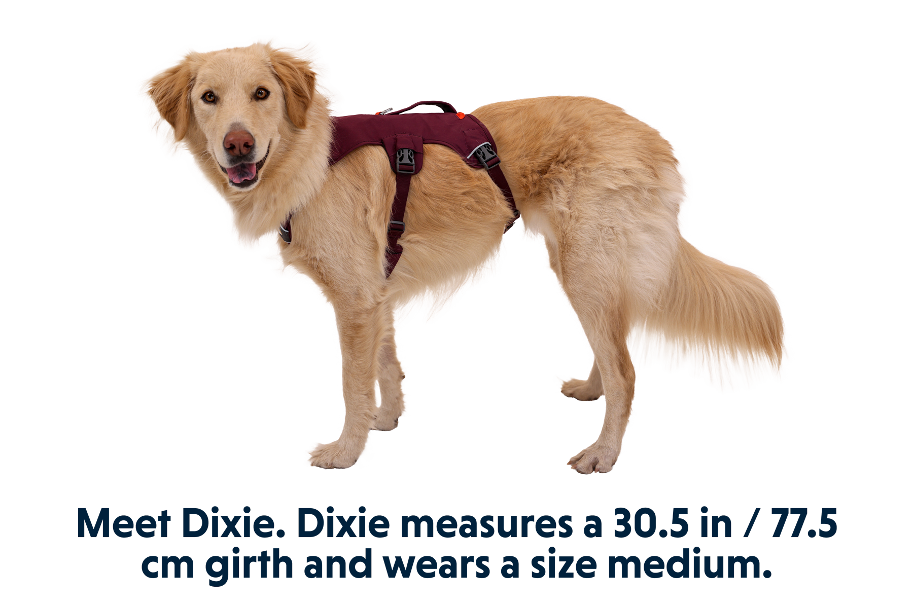 30103_Web-Master-Harness_Purple-Rain_DIXIE_Medium_58a781a2-c1ac-4ae4-833a-cf8216870137.png