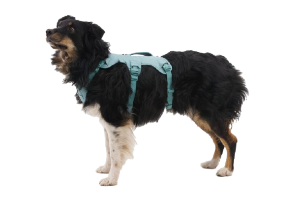 30104_Web-Master-Harness_River-Rock-Green_On-dog.png