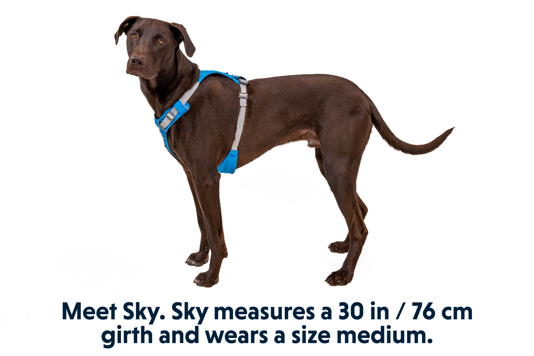 30821_Hi-_-Light-Harness_Blue-Dusk_SKY_Medium_8df44258-2d87-47ae-b6a4-5e2a6f3543f2.png