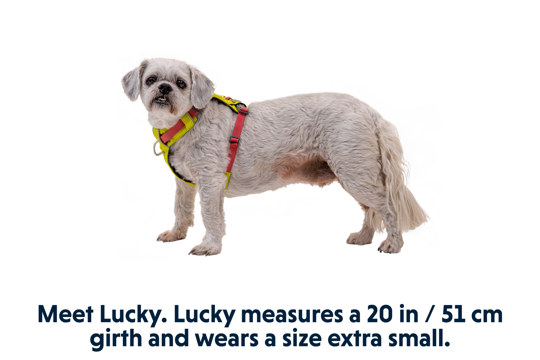 30821_Hi-_-Light-Harness_Lichen-Green_LUCKY_XSmall.png