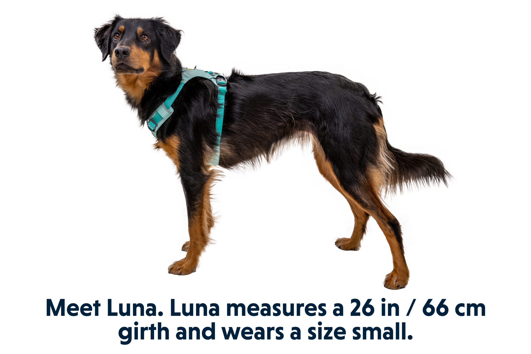 30821_Hi-_-Light-Harness_Sage-Green_LUNA_Small_e33e1019-1a5c-469c-b7c5-ea74945c0db5.png
