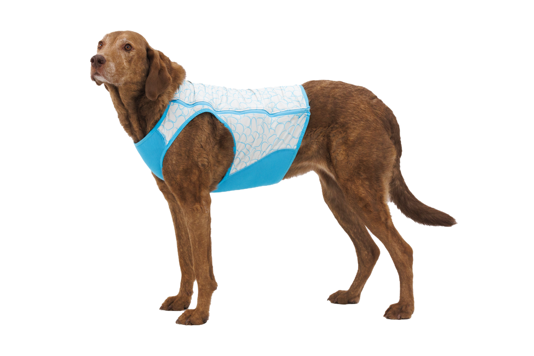 CompressedPNG-05452_Swamp-Cooler-Zip_Biolumin-Blue_On-Dog_STUDIO.png