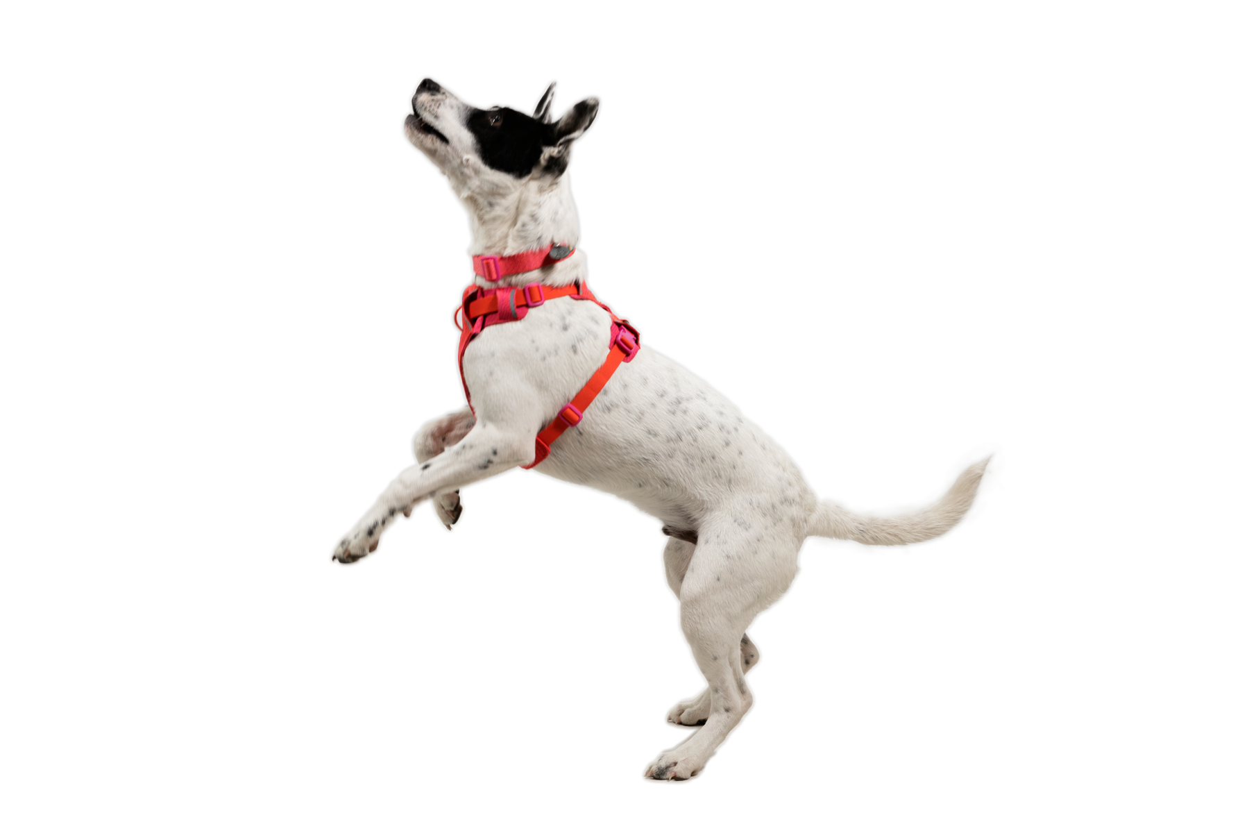 CompressedPNG-3072_Front-Range-Knit-Harness_Rose-Violet_On-Dog-1_STUDIO.png