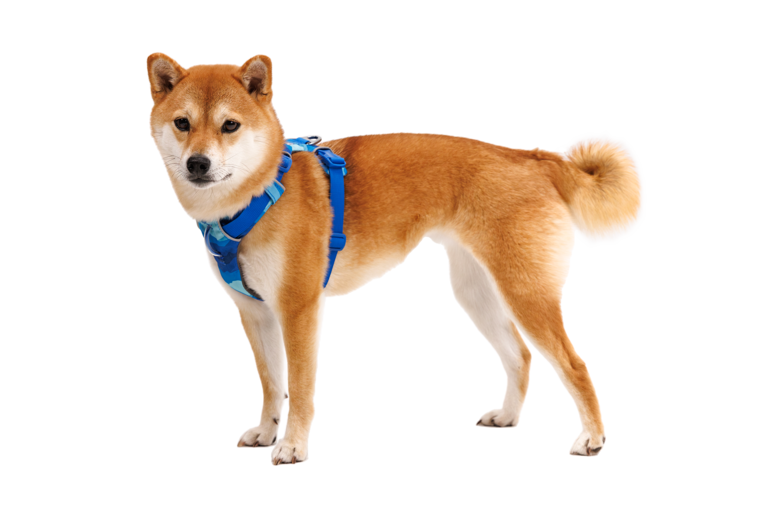 FR-Harness_Coastal-Mountains_Pearl_STUDIO.png