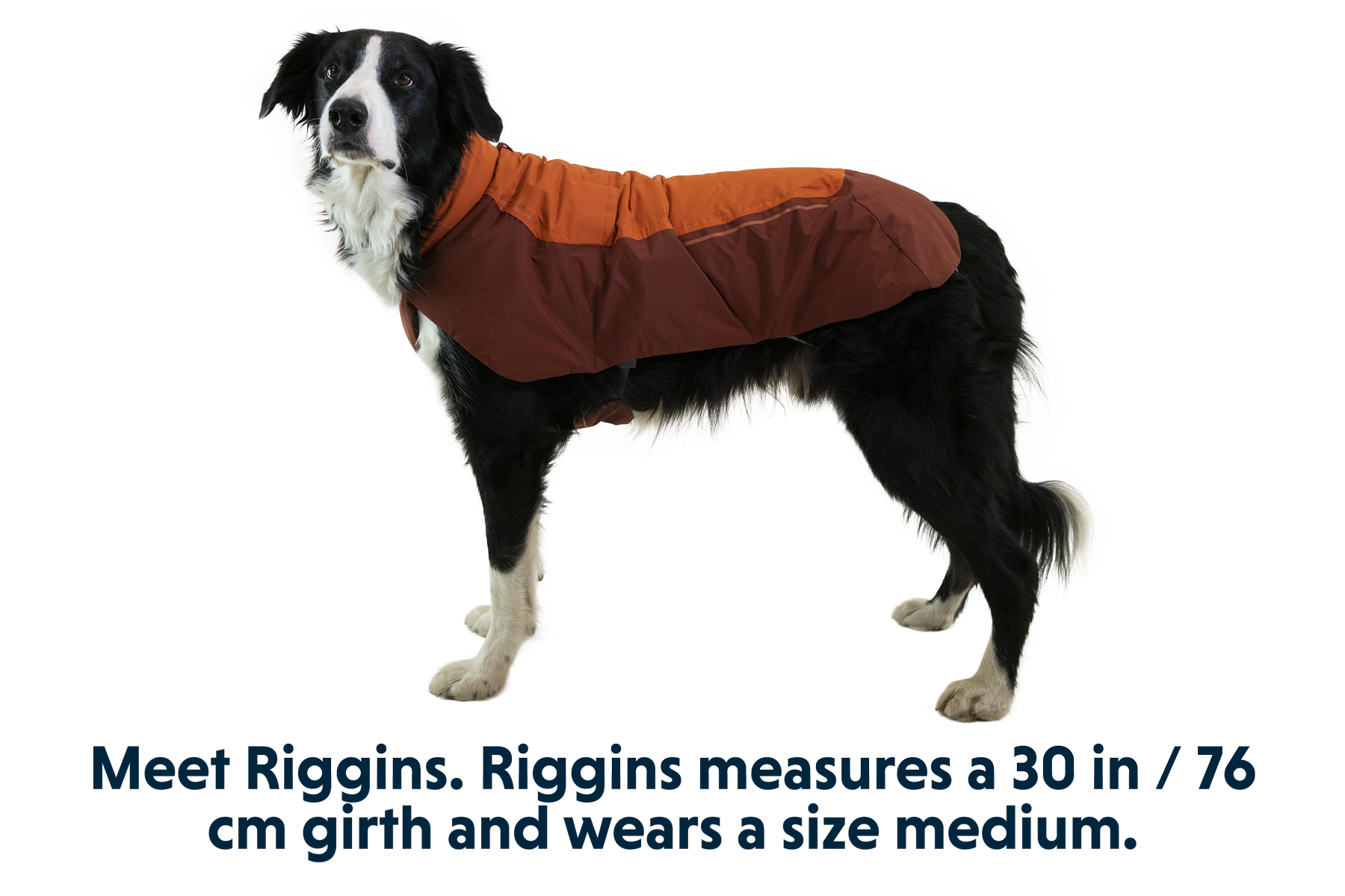 Vert-Medium-Riggins-1.png