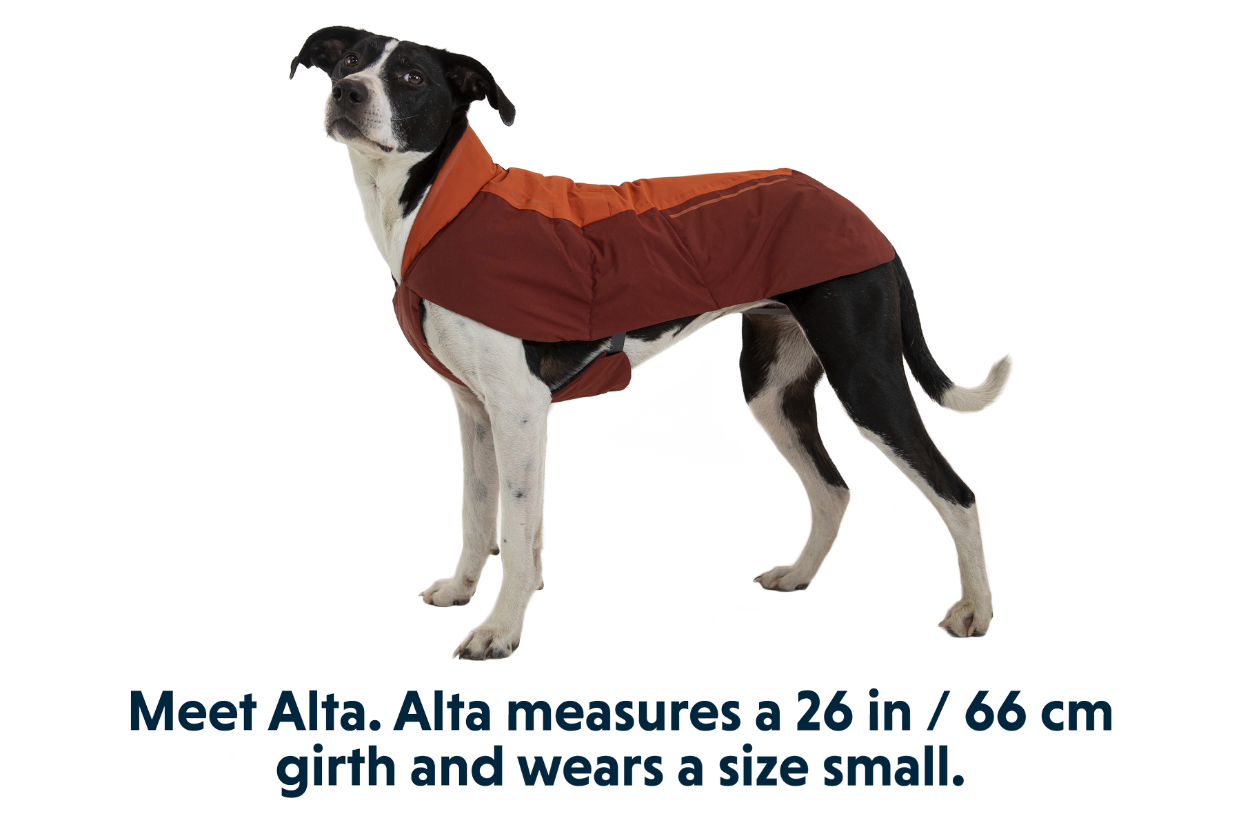 Vert-Small-Alta-1.png
